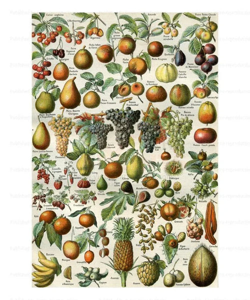 Tropical Fruits - VINTAGEARTREPRINTS.COM
