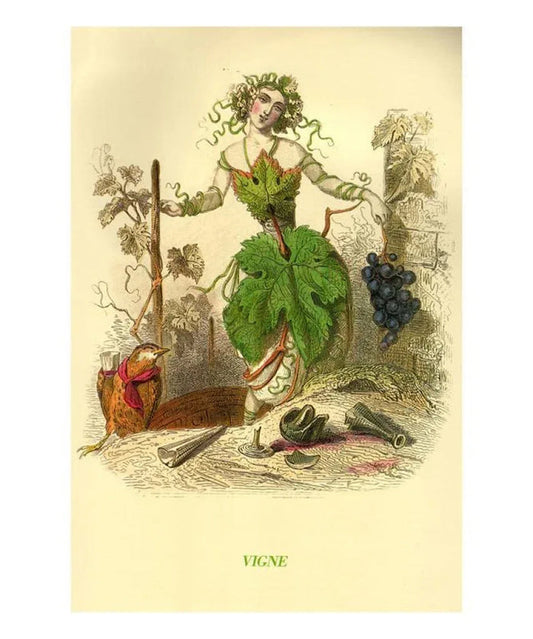Vigne, animated flowers - VINTAGEARTREPRINTS.COM