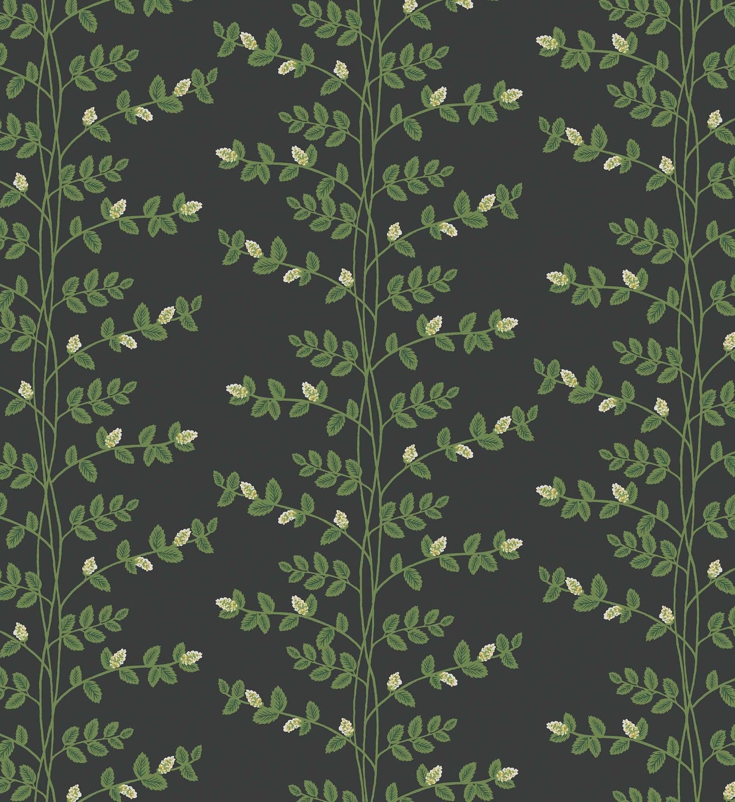 Climbing Vines Wallpaper - Black