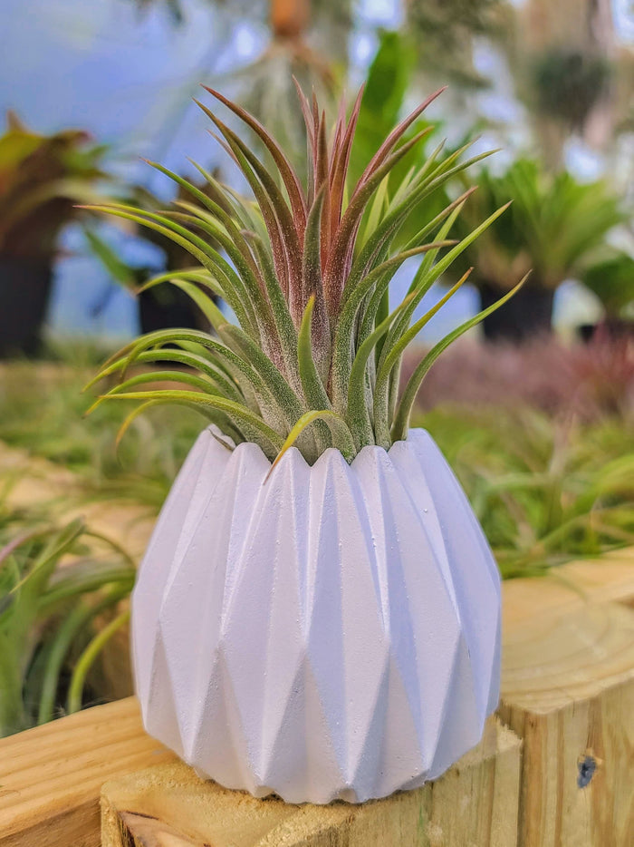 White Concrete Holder with Airplant