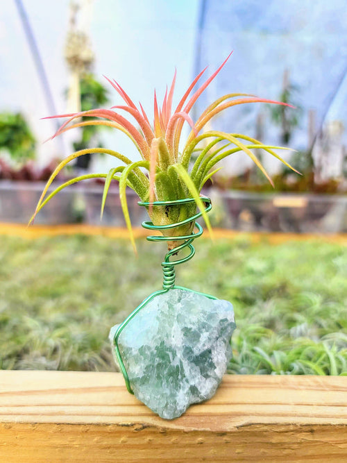 WYSIWYG Fluorite Air Plant Holder with Ionantha Mexican