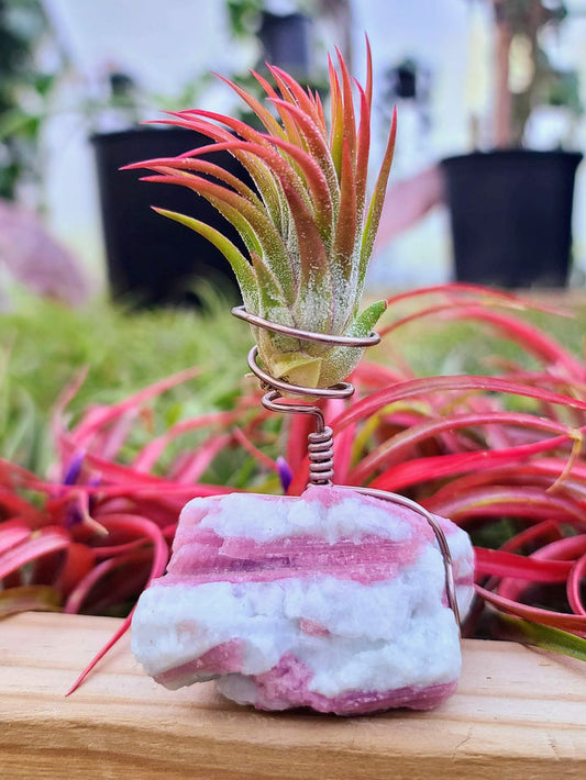WYSIWYG Pink Tourmaline Air Plant Holder with Ionantha Mexican