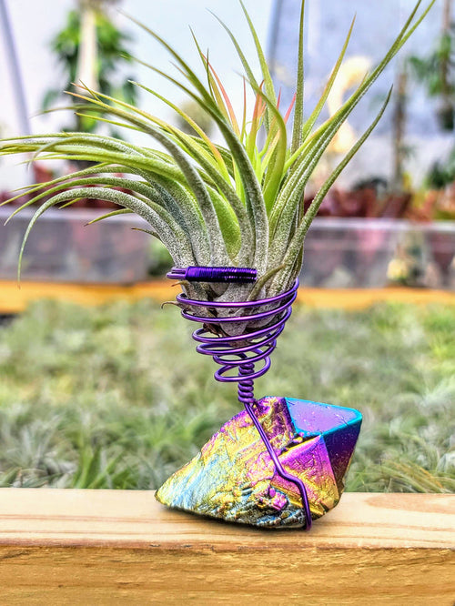 WYSIWYG Rainbow Aura Quartz Air Plant Holder with Scaposa